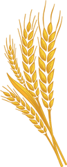 Pin - Transparent Background Wheat Clipart Png