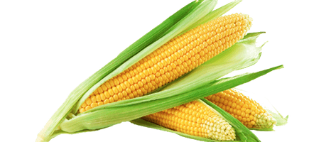 Corn Png Hd