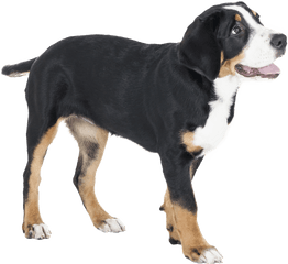 Greater Swiss Mountain Dog Breed Facts And Information - Swiss Mountain Dog Silhouette Png