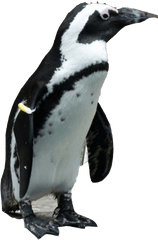 Penguin Png Download Image Arts - Penguin Png