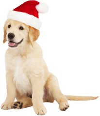 Library Of Santa Dog Png Transparent - Cute Dog Png