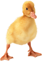 Little Duck Png Image