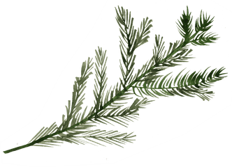 Pine Tree Branch Png Free Download - Pine Tree Branch Png