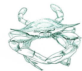 Sketch Of A Crab Transparent Png Image - Blue Crab Sketch Png