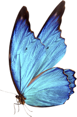 Download 0 Bluebutterflyhouse - Blue Glowing Butterfly Png