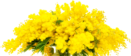 Hotel Villa San Giuseppe Mimosa Rooms - Mimose Bouquet Png