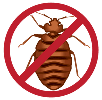 Bed Bug Image Download Free Image - Free PNG