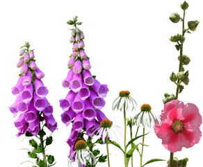 Hollyhocks Png Images - Free Png Library Wild Flowers Transparent