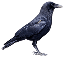 Black Crow Png Image