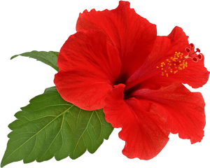 Hibiscus Flower Png - Hibiscus Png