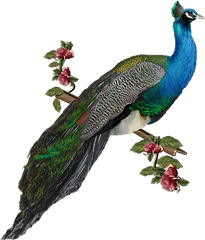 Peacock Icon - Peacock Hd Images Png