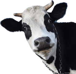 Sheep Friesian Cow Wallpaper Milk Cows - Holstein Friesian Cattle Png