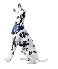 Dog Png Free 1 Image - Dog