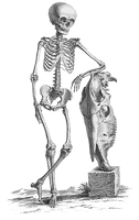 Halloween Skeleton File - Free PNG