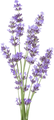 Edible Flowers - Transparent Background Lavender Transparent Png