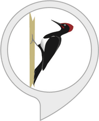 Alexa Skills - Transparent Woodpecker Clipart Png