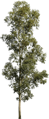 Eucalyptus Globulus Ii - Transparent Eucalyptus Tree Png