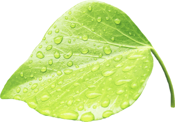 Raindrop Clipart Moisture Transparent - Leaves Water Png
