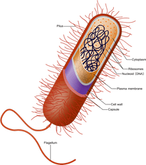 Bacterial Capsule - Capsule Bacteria Png