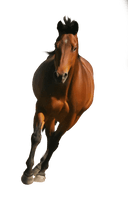 Clipart Brown Horse Png Image Download Picture Transparent Background