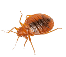 Bed Bug Download Image Download HD PNG