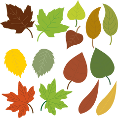 Download Big Image - Leaves Clipart Full Size Png Image Types Of Leaves Clipart