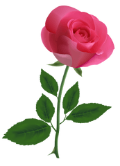 Pink Rose Transparent - Transparent Background Pink Rose Clipart Png