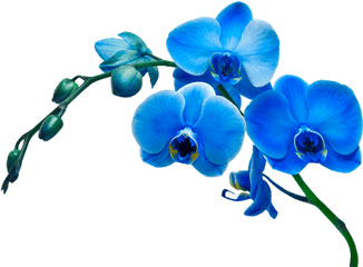 Orchid Flower Blue Png