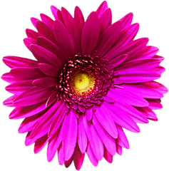 Clipcookdiarynet - Pink Flower Clipart Transparent Flower Clipart Transparent Background Png