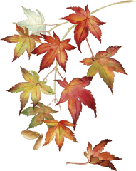 Japanese Maple Leaves Wall Sticker - Tree Maple Leaves Drawing Png