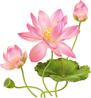 Pink Lotus Flower Free Photo - Free PNG