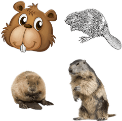 Animals Transparent Png Images - Beaver Png