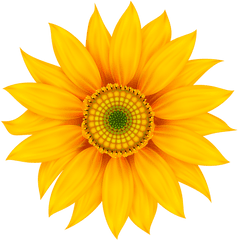 Yellow Flower Transparent Clip Art - Sunflower Wall Stickers Png