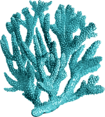 1522160276 Coral Reef Png