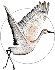 Flying Sandhill Crane Illustration Bird Drawing - Drawing Png