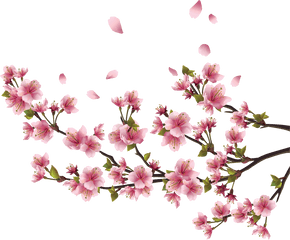 Sakura Png Free Background - Cherry Blossom Branch Border