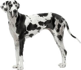 Beds And Collars For Great Danes Png Dane