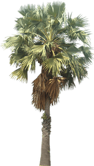 Pin By Usman Tariq - Palm Tree Png