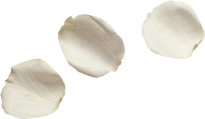 Download Hd White Flower Petals - Transparent White Flower Petal Png