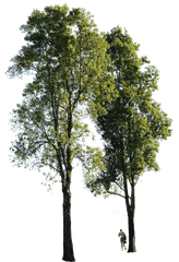 Poplar Tree Transparent Background Png Group Of Trees