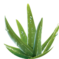 Aloe Vera Transparent Png Image - Aloe Vera