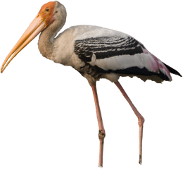 Definition Format Png Stork