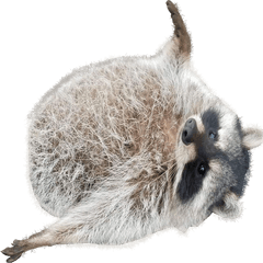 Others - Chonky Koala Png