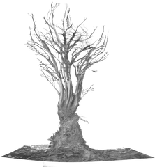 Download Tree Trunk Png - Roots Tree Png