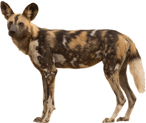 African Wild Dog Transparent Png Image - African Wild Dog No Background