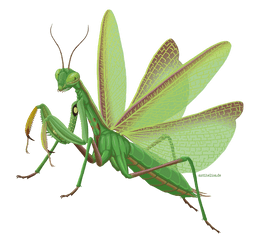 Download Hd Mantis Png Images