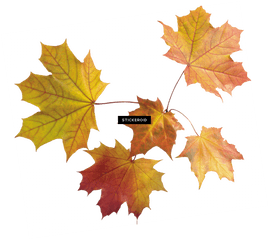 Autumn Leaf Leaves - Transparent Maple Leaves Png