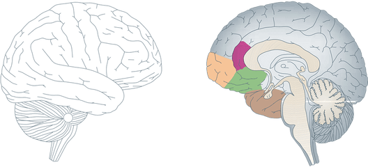 Brain Human Anatomy - Brain Cross Section Png