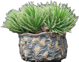 San Diego Cactus And Succulent Society - Vertical Png