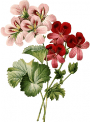 Healing Hope For Today U0026 Tomorrow - Vintage Flower Illustrations Png